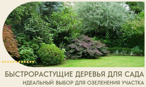 Быстрорастущие деревья для сада идеальный выбор в Дюртюли